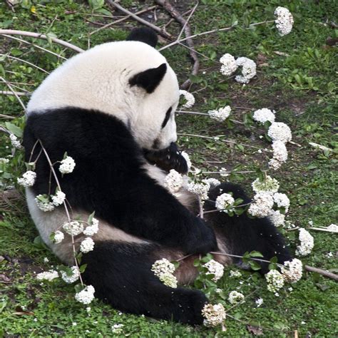 Panda Enjoying The Flowers Julia Eriksen Juliaeriksen Твиттер