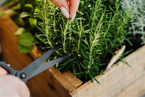What To Do With Rosemary Cuttings The Kitchen Herbs