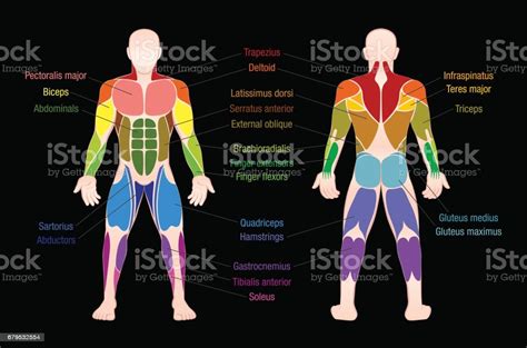 This section explores the different types of muscles in our body and their involvement in sporting activities. Muscle Chart With Most Important Muscles Of The Human Body Colored Anterior And Posterior View ...
