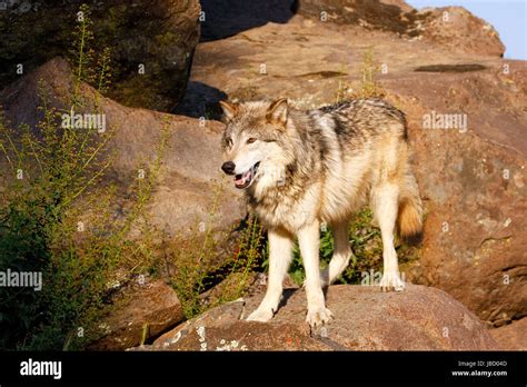 Grey Wolf Standing On Rocks Hi Res Stock Photography And Images Alamy