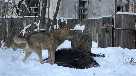How These Wolves Thrive In The Chernobyl Radiation Zone Barkpost