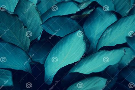 Beautiful Green Leaves On A Modern Beautiful Color Stock Image Image