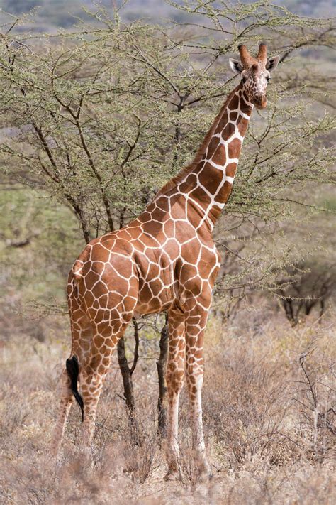 Reticulated Giraffe Giraffa Camelopardalis Reticulata Kalama
