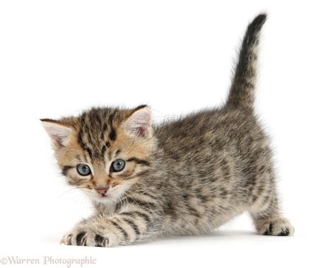 Cute Playful Tabby Kitten 6 Weeks Old Photo Wp35562