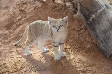 Sand Cat Facts Interesting Care About Cats