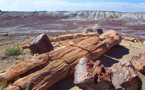 What Is A Petrified Forest With Pictures