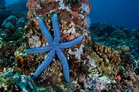 56 Best Starfish Beauties Images On Pinterest Starfish