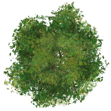 Tree Top View Tree Top View Plant Png Transparent Clipart Image And