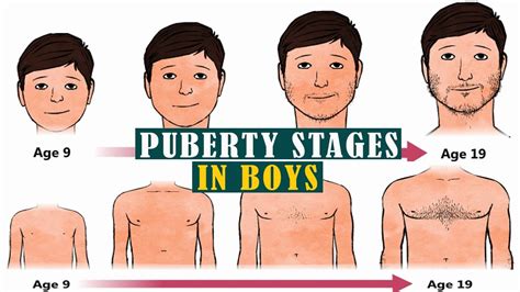 Stages Of Puberty