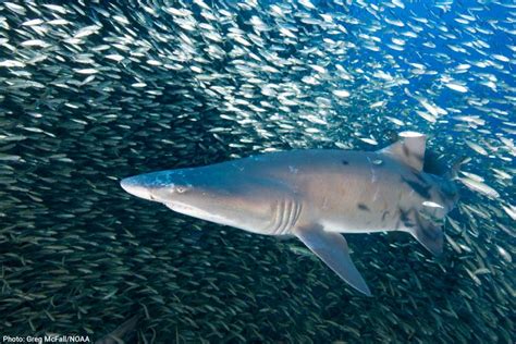 Shark Life Cycle And Shark Reproduction How Do Sharks Reproduce