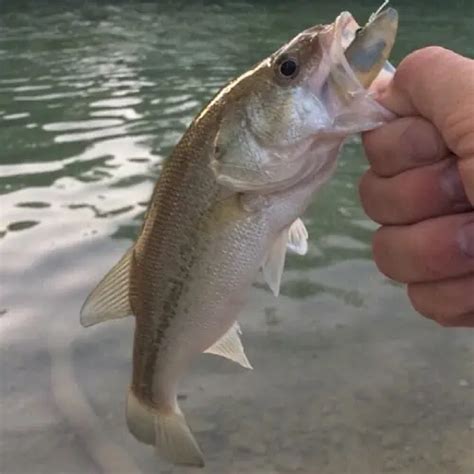 List Of Fish Species In Lake Havasu Updated Pond Informer