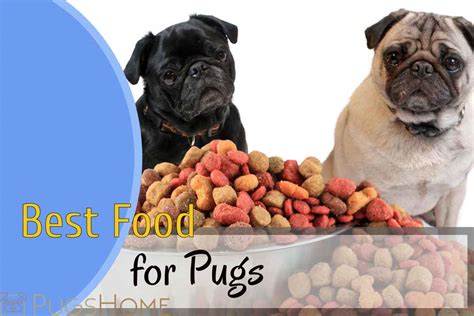 Best Food For Pugs 2024 Guides And Advice