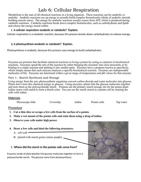 Lesson summary the discovery of the cell the invention of the microscope in the 1600s enabled researchers to see cells for the first time. 7.1 Life Is Cellular Build Understanding Answer Key + My PDF Collection 2021