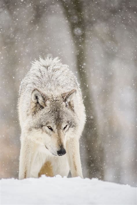 Wolf Love Snow By Maxime Riendeau On 500px With Images Wolf Love