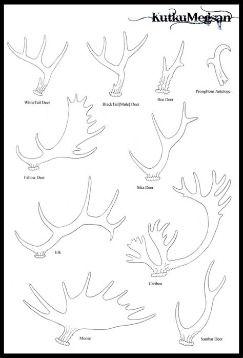 North American Antlers Antler Tutorial Glyph Antler Art Drawing