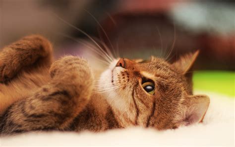 Cat Lying Back Wallpaper 2560x1600 12164