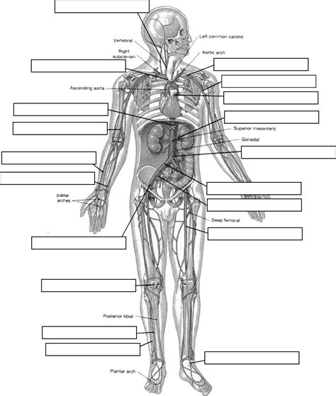 One of the many free resources at free anatomy quiz! Circulatory System Diagram Worksheet | arteries_label.jpg ...