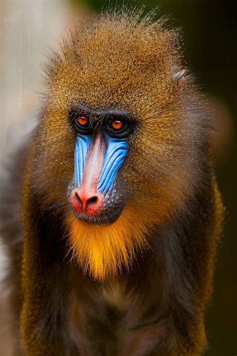 Mandrill The Worlds Most Colorful Monkey