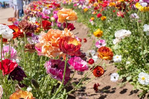 Flowers At Carlsbad Flower Fields Carlsbad Ca Stock Image Image Of