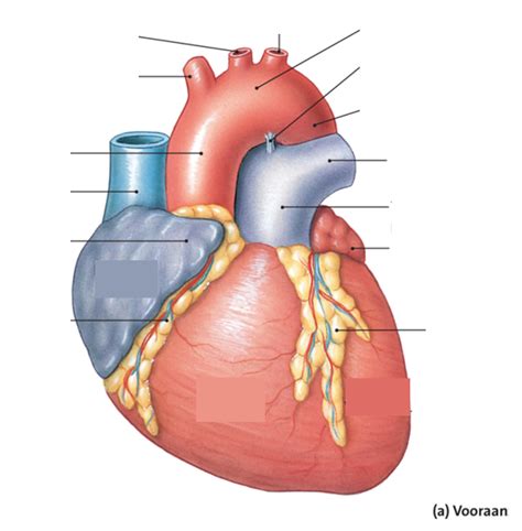 Uitwendige Anatomie Van Het Hart Deel 2 Diagram Quizlet