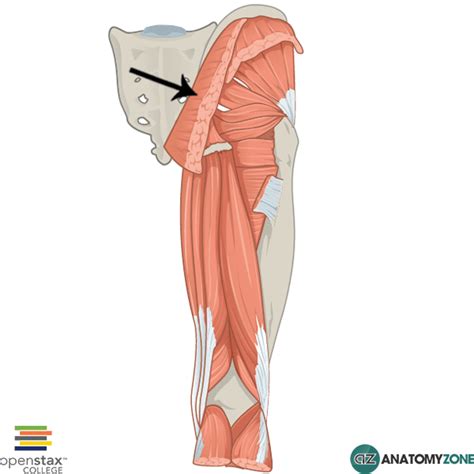 Gluteus Maximus • Muscular Musculoskeletal • Anatomyzone