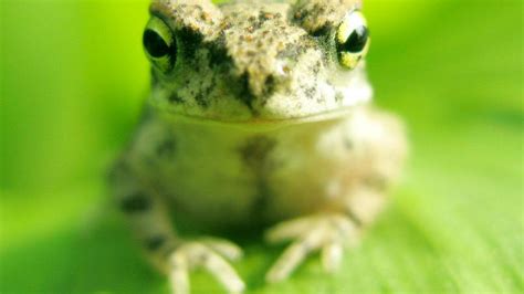 Free cute frog wallpapers and cute frog backgrounds for your computer desktop. Cute Frog Backgrounds - WallpaperSafari