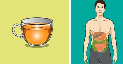 Green tea is the healthiest beverage on the planet. What Happens To Your Body if You Drink Green Tea Everyday