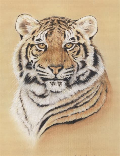 How To Draw A Tiger Using Pastel Pencils — The Colin Bradley School Of Art