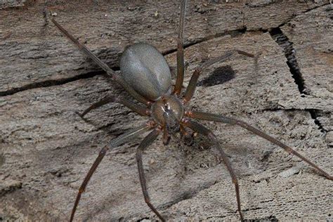 Blog Venomous Spiders In Houston How To Recognize And Stay Safe From