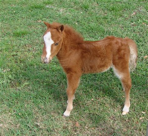 American Miniature Horse Breed Information History Videos Pictures