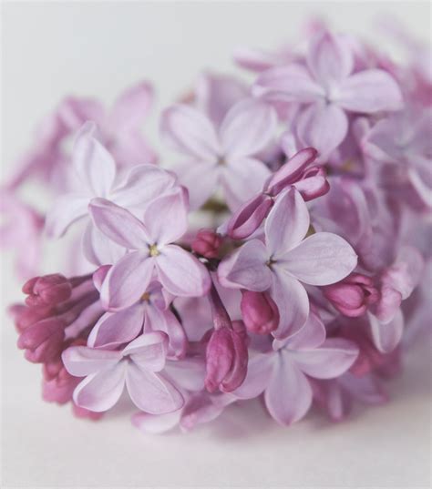 Bunch Of Fresh Lilac Flowers · Free Stock Photo