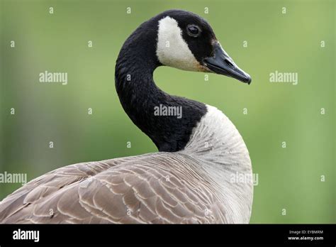 A Canada Goose Head And Shoulders In Profile Stock Photo Alamy