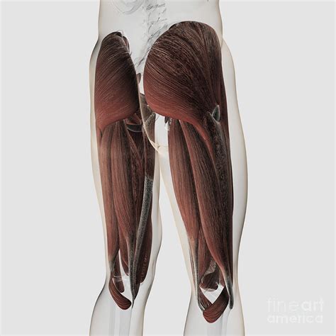 Male Muscle Anatomy Of The Human Legs Digital Art By Stocktrek Images