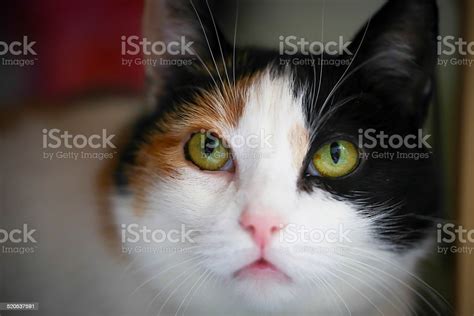 Fat Calico Cat Stock Photo Download Image Now Adult Animal Animal