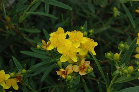 We couldn't find other work of gemo on the intrawebs except this article on. Plant Detail - Willoway Nurseries, Inc.