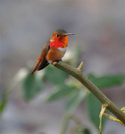 Hd Wallpaper Macro Photography Of A Bird Perched On Plant Branch