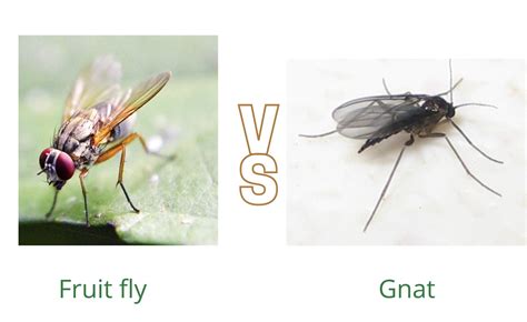 Fruit Fly Vs Gnat Know Your Common Household Pests Emborahome