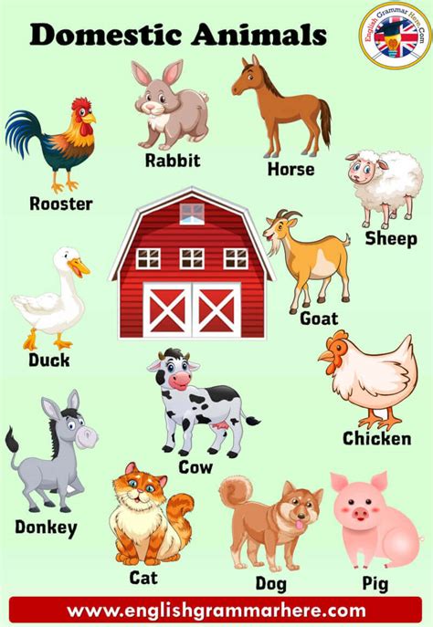 10 Domestic Animals Name Pictures And Definition