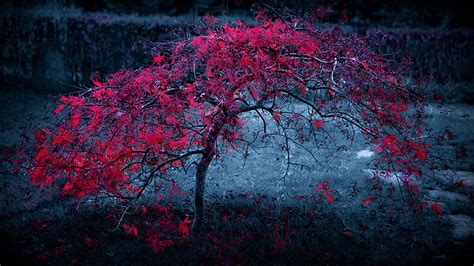 Red Tree Wallpaper 4k One Year In The World