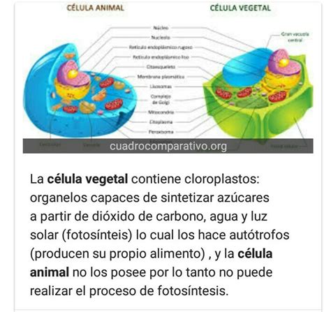 Cuadro Comparativo De Las Diferencias De La Celula Animal Y Vegetal Images