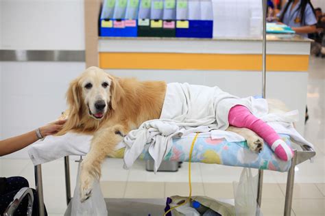 Pet Surgery In Lansing Mi Pennsylvania Veterinary Care