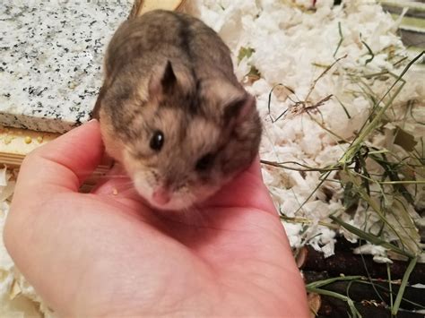 My little hammy passed away last night. I will miss you so much, Pepita