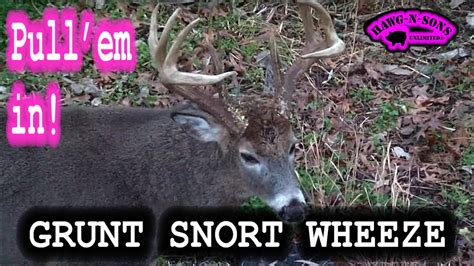 November Bucks In Rut Whitetail Deer Bow Hunting Action Grunt Snort