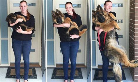 Couple Document Their Dogs Extraordinary Growth Spurt In Photos