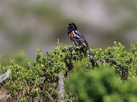 Photos And Videos For Spotted Towhee All About Birds Cornell Lab Of
