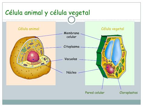 Procesos Celulares Célula Animal Y Vegetal