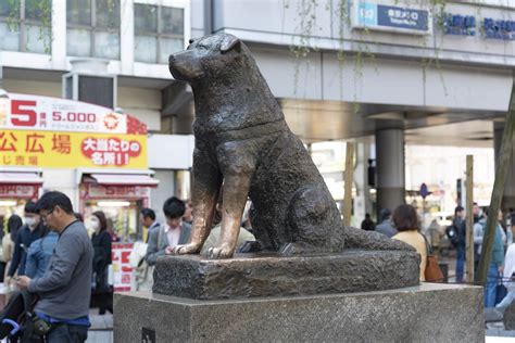 Hachiko Shibuya Amazing True Story Of A Faithful Japanese Dog