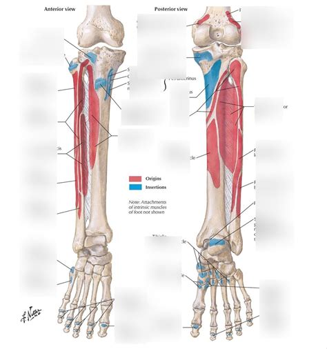 Gastrocnemius Origin And Insertion Quizlet Knee Flexion Muscles