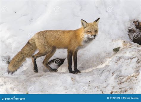 Red Fox Female Stock Photo Image 51261078