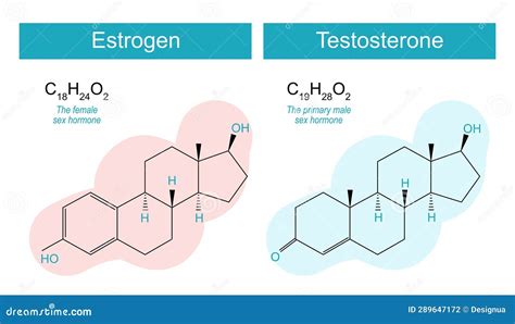 Testosterone And Estrogen Molecules Stock Vector Illustration Of Therapy Estradiol 289647172